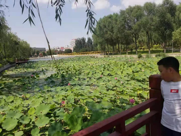 挺水植物施工案例 